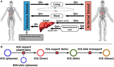 Physiologically Based Modeling of the Effect of Physiological and Anthropometric Variability on Indocyanine Green Based Liver Function Tests